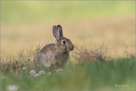 <p>KRÁLÍK DIVOKÝ (Oryctolagus cuniculus) - Mladá Boleslav ---- /European rabbit - Wildkaninchen/</p>